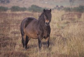 Exmoor Pony Native to the West